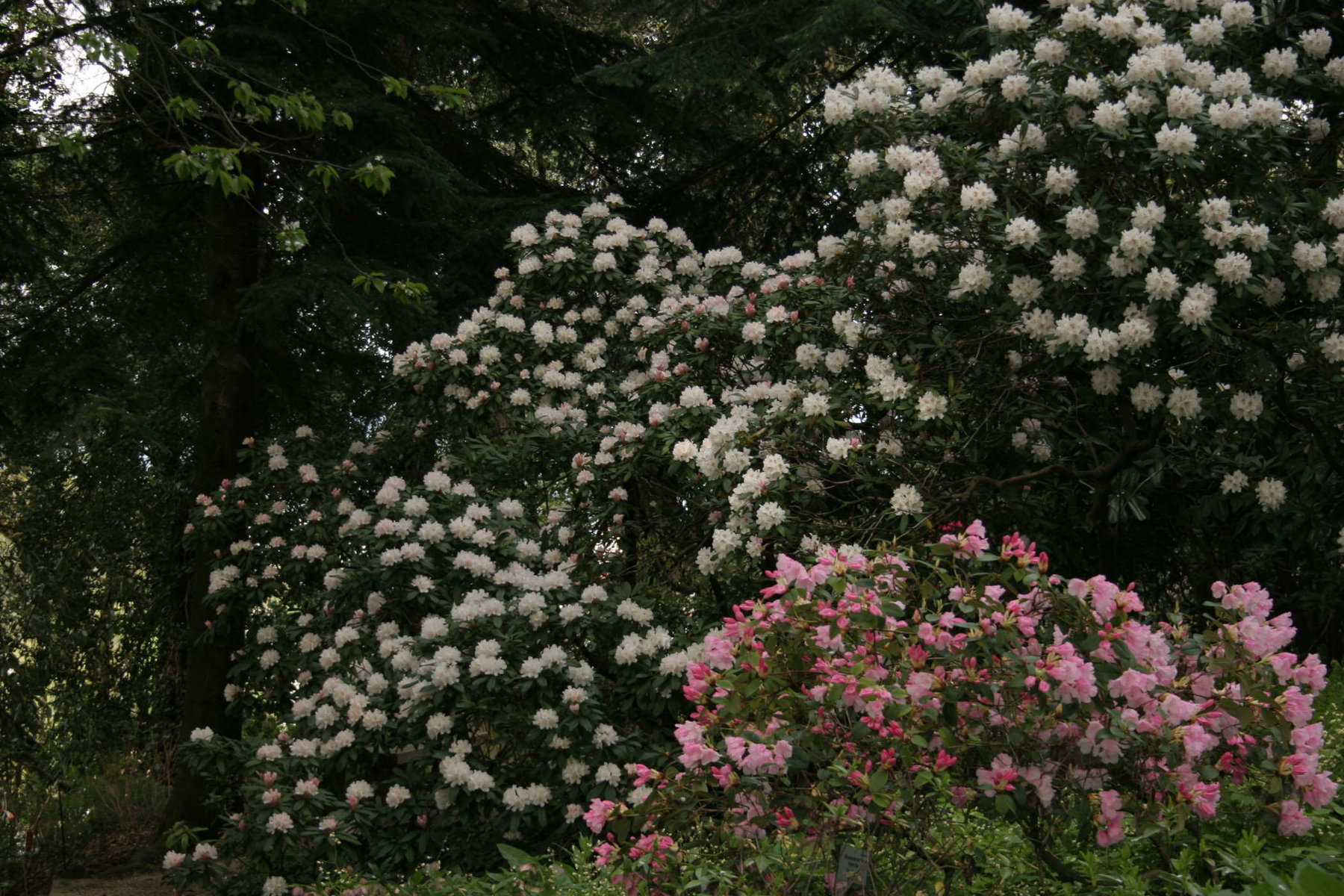 Garten nach Feng Shui von GartenRaumDahl