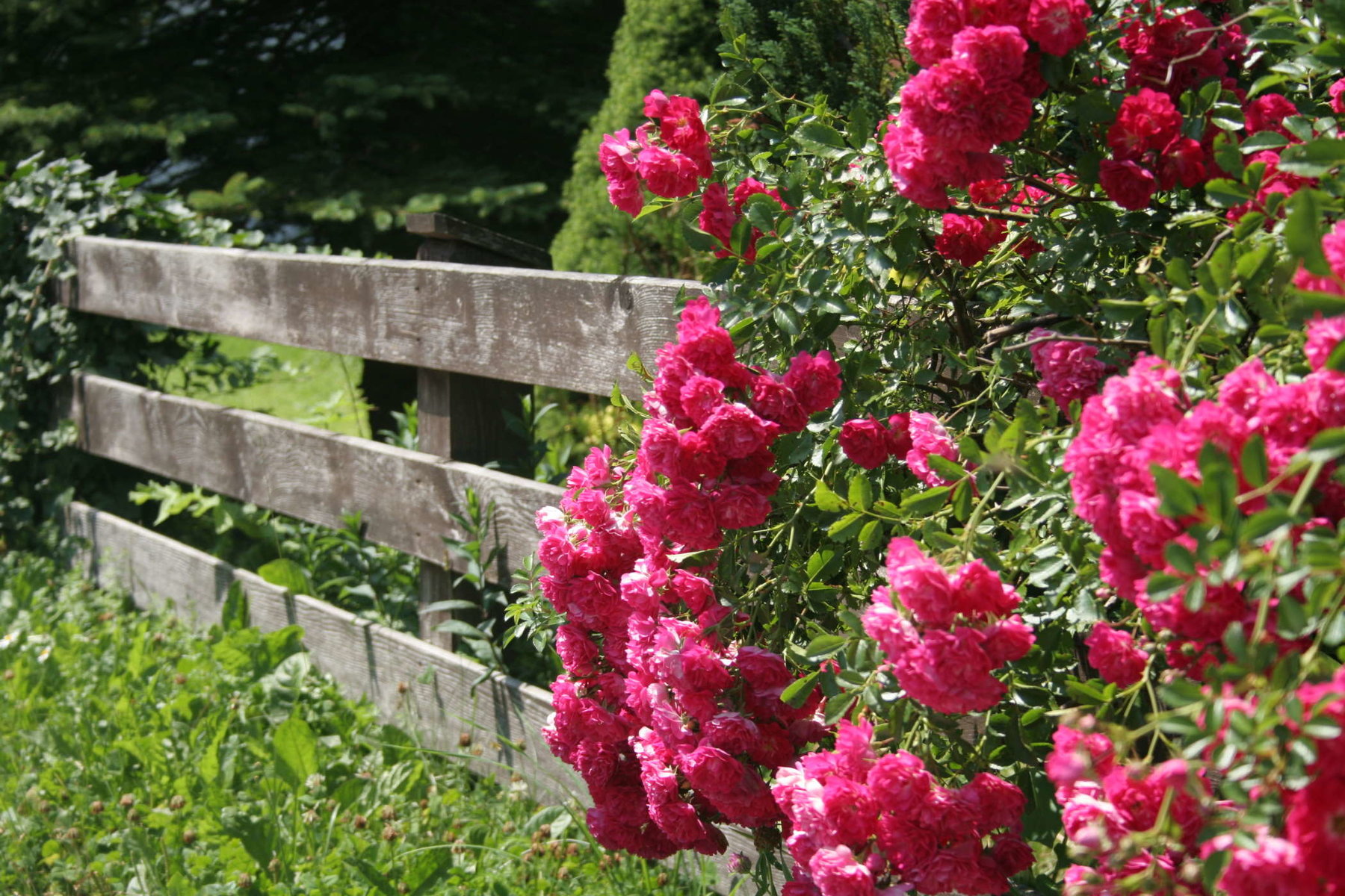 Gartenberatung von GartenRaumDahl