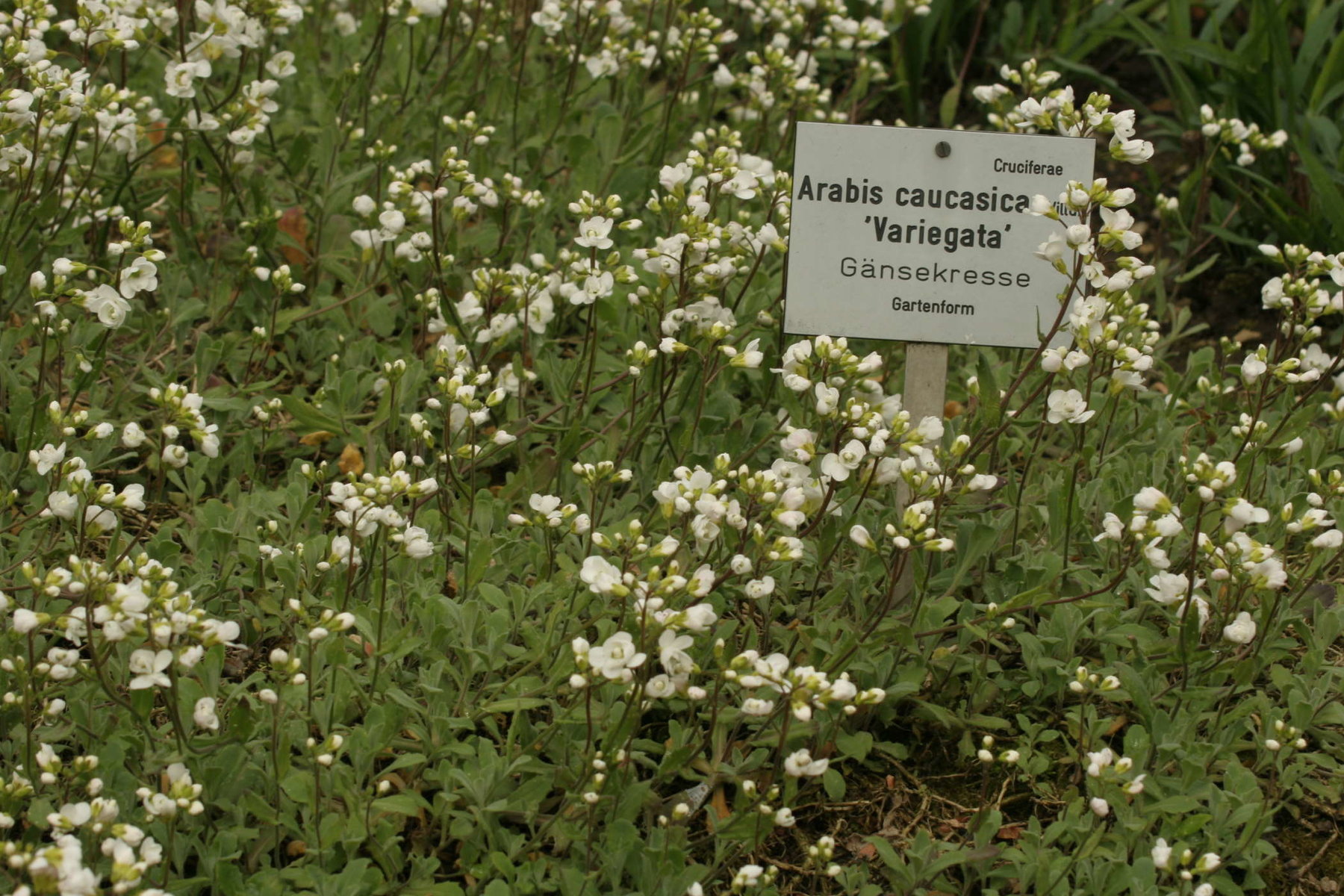 Garten nach Feng Shui von GartenRaumDahl