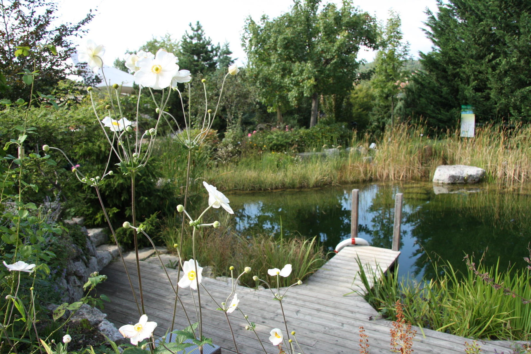 Teich im Garten